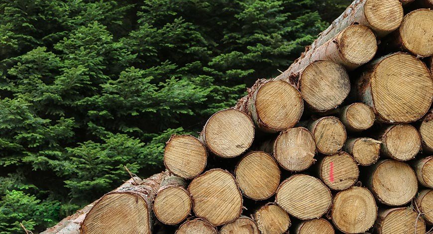 Charakteristika a použitie dreva z ihličnatých drevín: